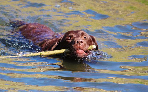 An image of a friendly brown Labrador fetching a stick from the water.