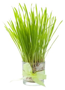 Green grass in a glass tied with a ribbon isolated on white 