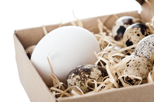 Chicken egg and quail eggs in box