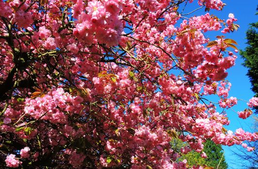 A close-up image of colourful Spring Blossom.