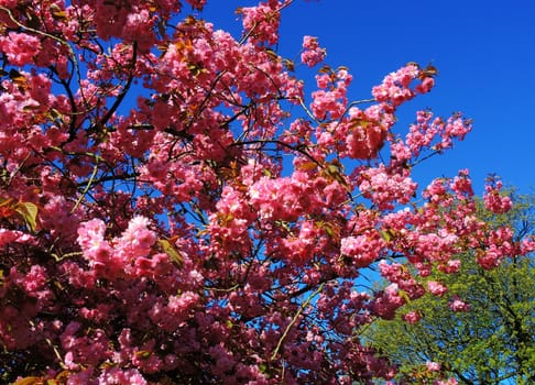 A close-up image of colourful Spring Blossom.