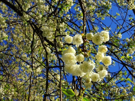 A close-up image of colourful Spring Blossom.