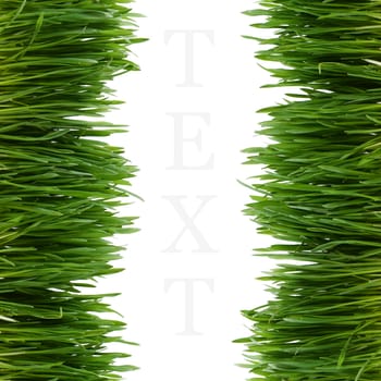 The green grass isolated on white background