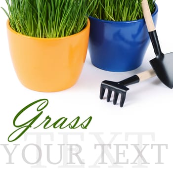 Green grass in pot isolated on white