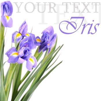 The blue irises isolated on white background