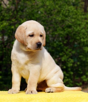 happy yellow labrador puppy sitting on yellow background