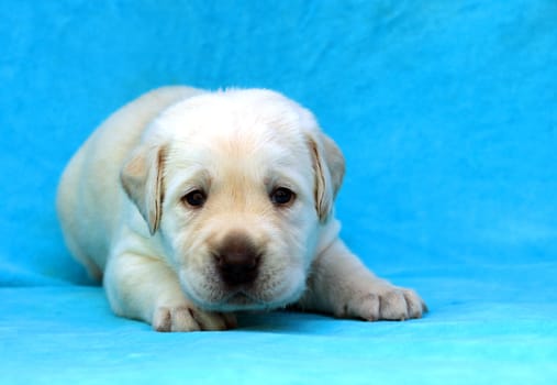 yellow labrador puppy sitting on blue background