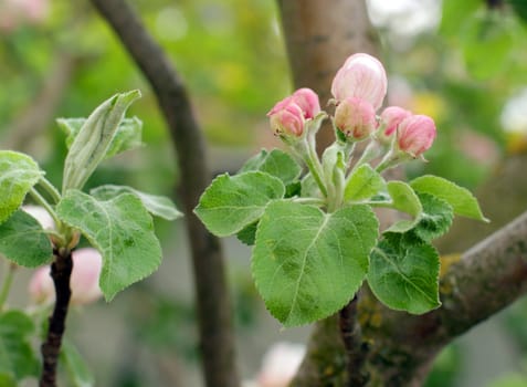 apple blossoms in spring in the garden