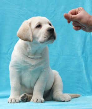 yellow labrador puppy sitting on blue background close up