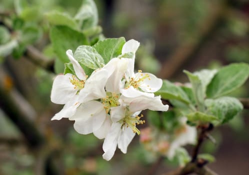 Blooming apple tree in the garden