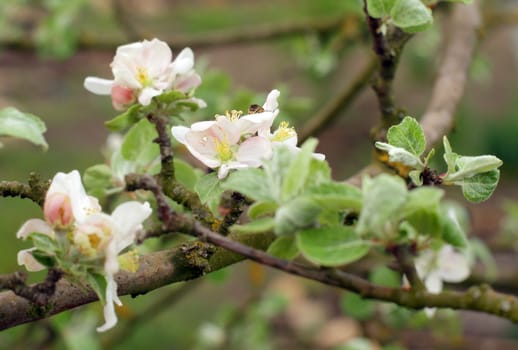 apple blossoms in spring in the garden