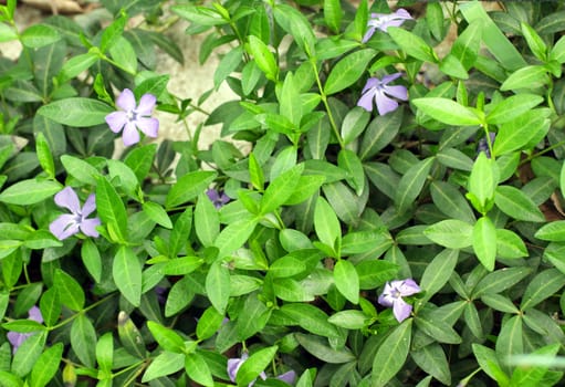 violets flower in spring in the garden