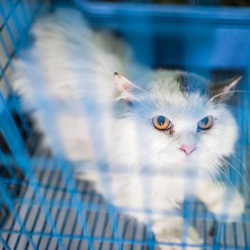 White cat in cage