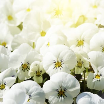 Photo of White Pansy Flower Sunny Background