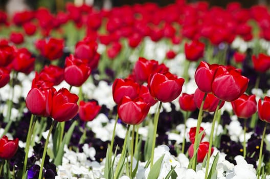 Photo of the Spring Red Tulip Background