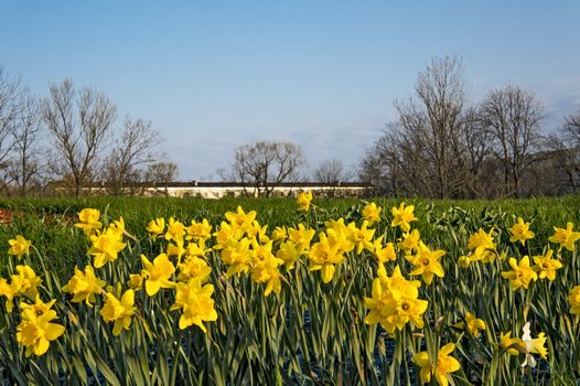 Field of daffodils blooming in early spring 