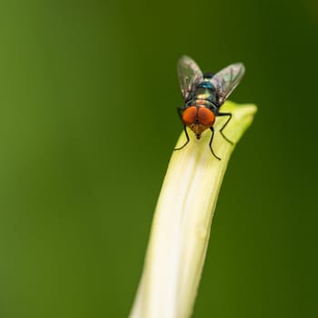 One Blue bottle fly resting on leaf