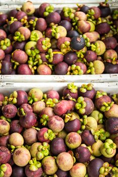 Fresh Purple mangosteen after harvest