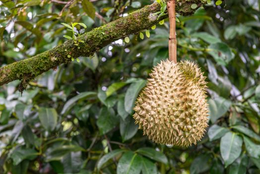 Fresh durian ready for harvest