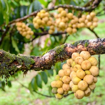 Fresh lansium in the orchard ready for harvest