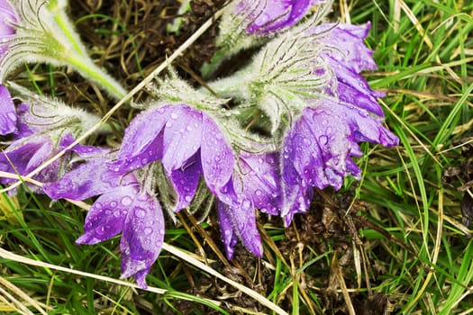 Group pasque-flower a spring rain. Nature Russia. April