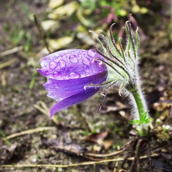 Petite pasque-flower during rain. Nature Russia. April
