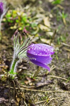 Pasque-flower during rain. Nature Russia. April