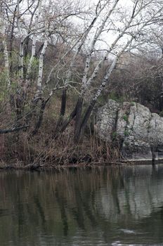 Aspen on the river bank