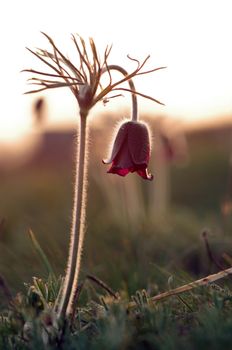 Pasque-flower growing in nature on sunset, macro spring floral background 