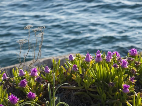 pigface flower in bloom on island Dugi otok, Sali, Croatia