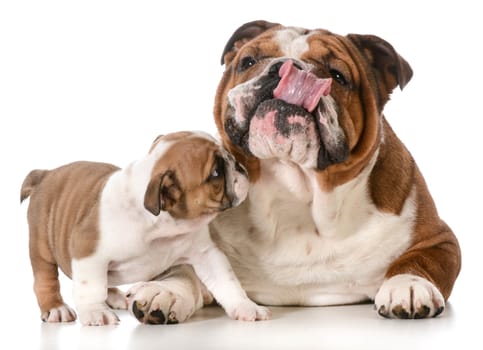 adult dog and puppy english bulldogs