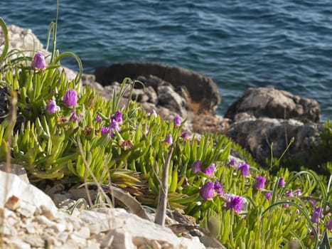 pigface flower in bloom on island Dugi otok, Sali, Croatia