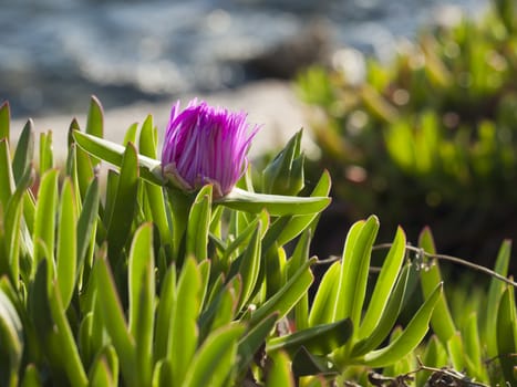 pigface flower in bloom on island Dugi otok, Sali, Croatia