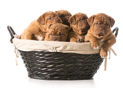 litter of puppies in a basket - dogue de bordeaux - 5 weeks old