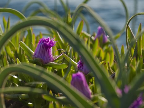 pigface flower in bloom on island Dugi otok, Sali, Croatia