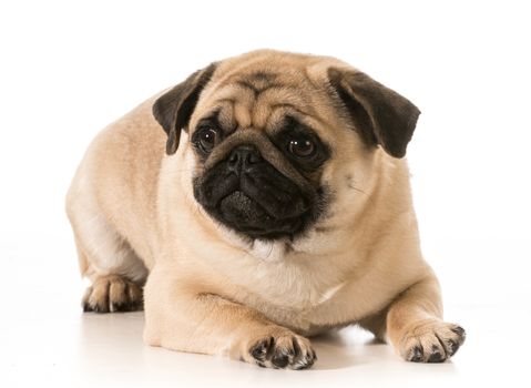 pug laying down isolated on white background