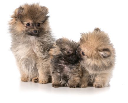 three pomeranian puppies sitting on white background