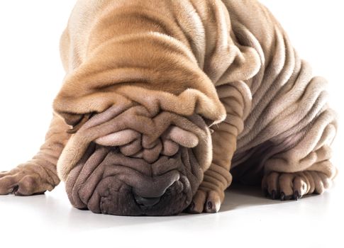 chinese shar pei sniffing the ground isolated on white background