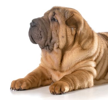 chinese shar pei puppy laying down isolated on white background