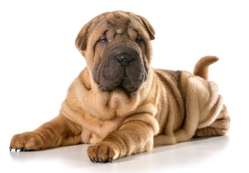 chinese shar pei puppy laying down looking at viewer isolated on white background - 4 months old