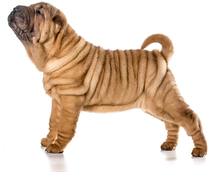 chinese shar pei puppy standing isolated on white background - 4 months old