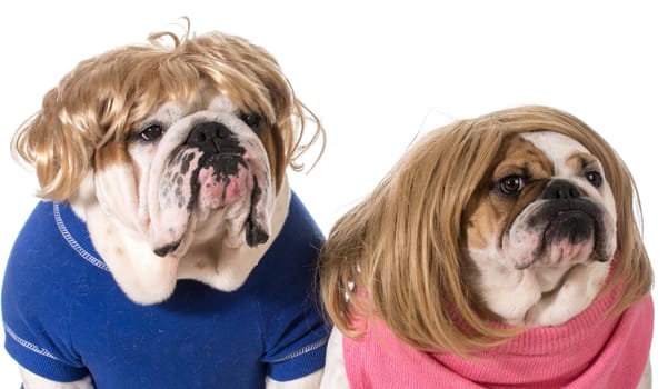 cute english bulldog couple on white background