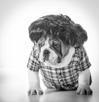 english bulldog wearing wig and plaid shirt