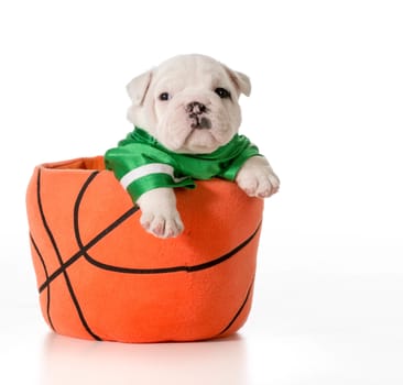 sports hound - bulldog puppy inside a basketball