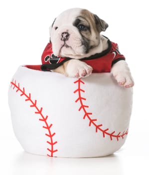 sports hound - bulldog puppy inside a baseball