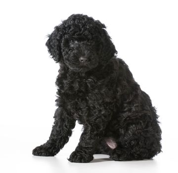 cute puppy sitting - barbet 7 weeks old