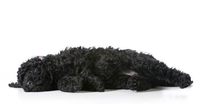tired barbet puppy laying down resting - 8 weeks old