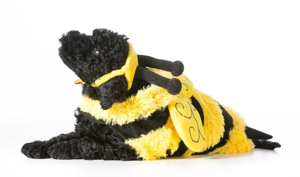 barbet puppy wearing bee costume