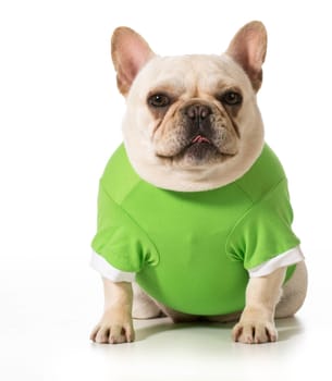 french bulldog  wearing green sweater