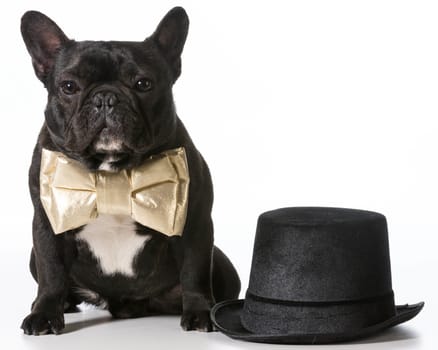 french bulldog dressed up in bowtie sitting beside top hat
